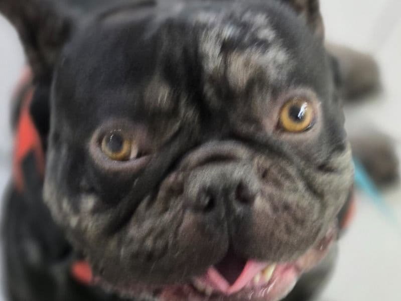 French Bulldog 2 years 4 months old male medium named Chopito for sale in Maricopa County, Arizona | Petmeetly