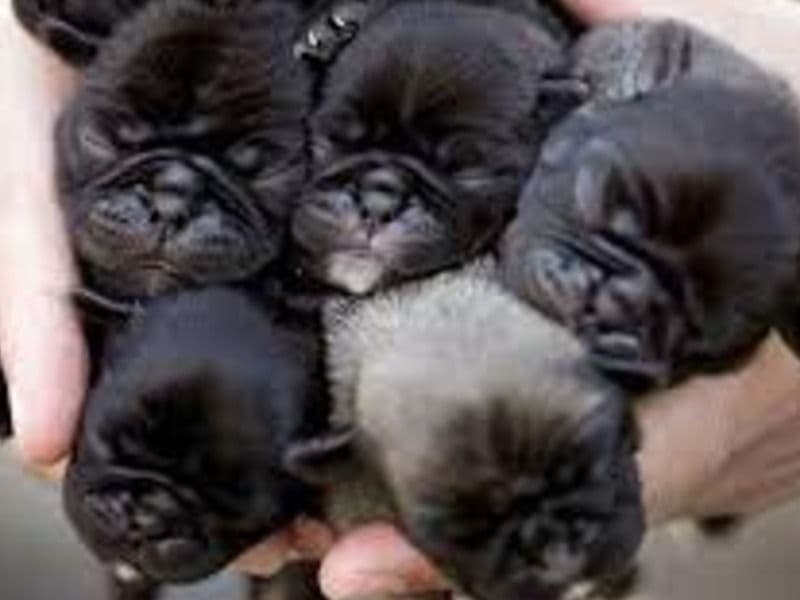 4 Black Pug Puppies primary photo