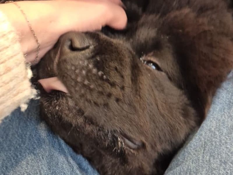 Chow Chow 1 year 2 months old male medium named Ash for adoption | Petmeetly