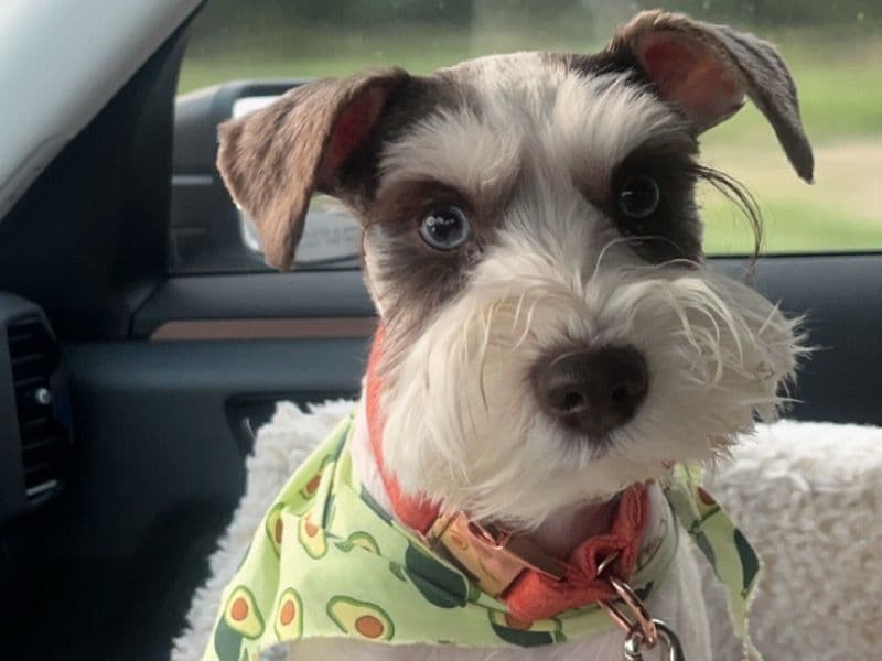 Beaux primary photo