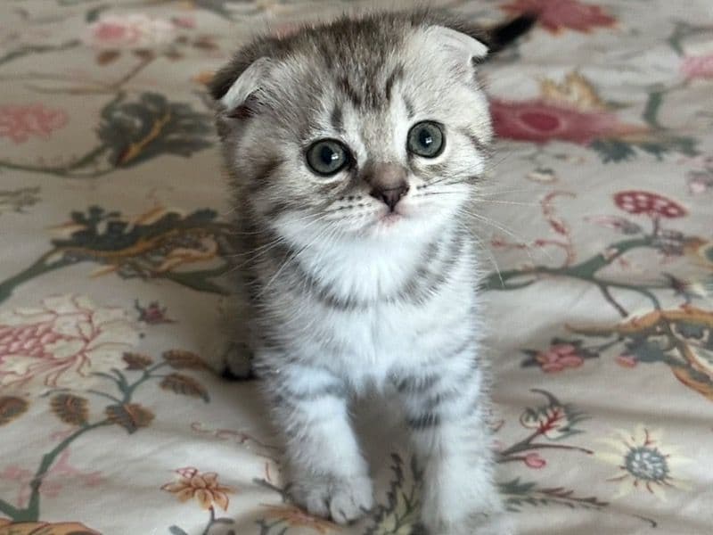 Fluffy primary photo