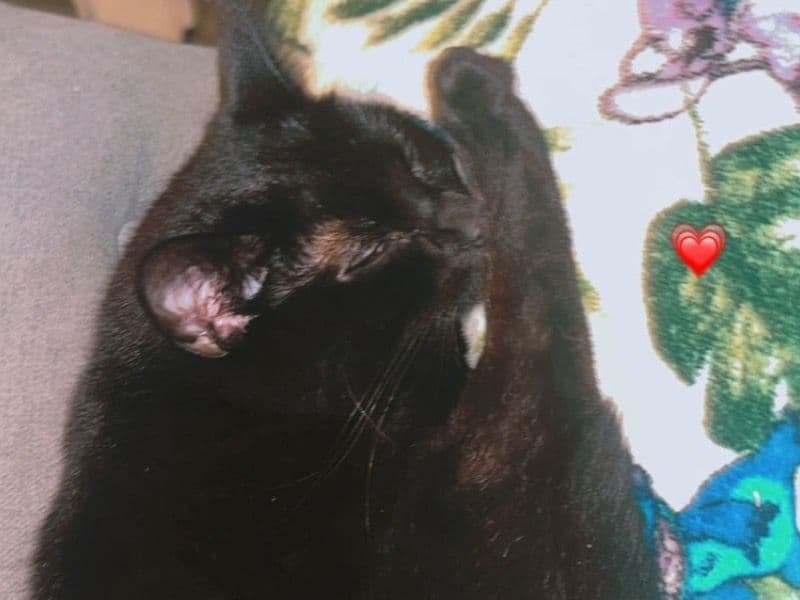 Milo primary photo