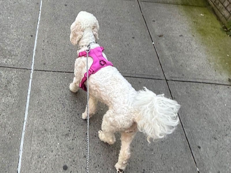 Labradoodle 3 years 9 months old female medium named Betty for adoption in New York County, New York | Petmeetly