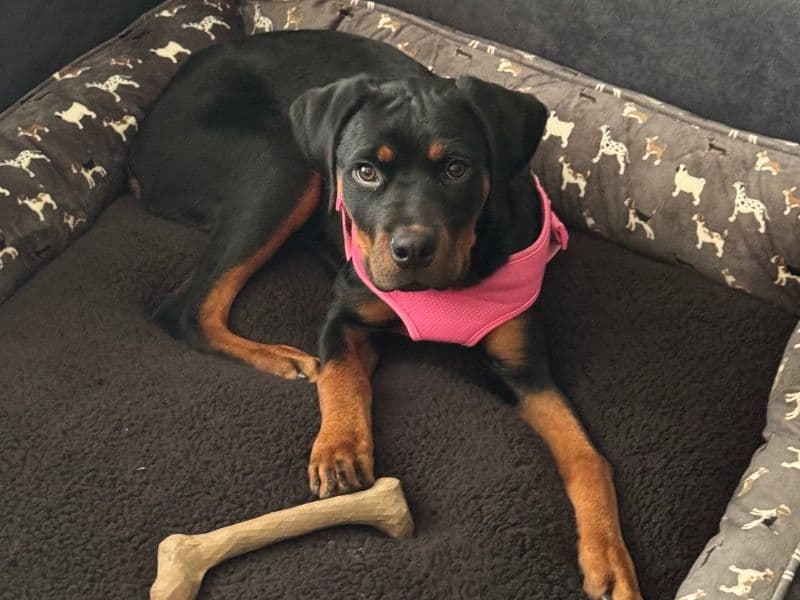 Luna primary photo