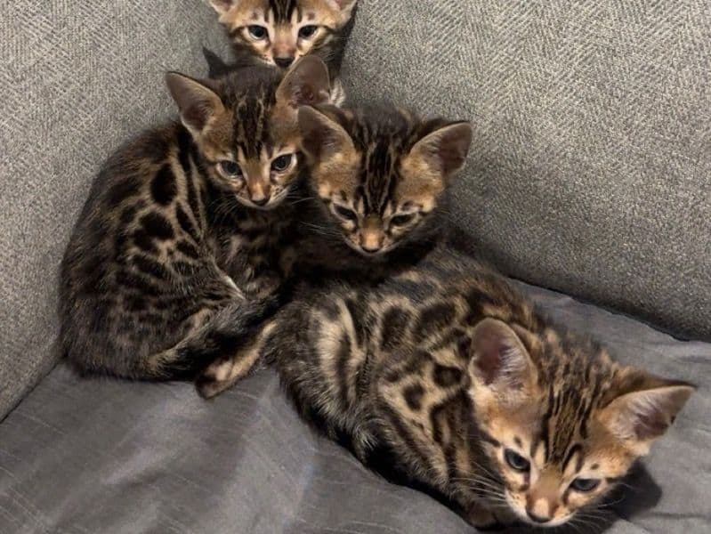 Bengal 5 months old female named Loa for sale in Hamilton, Ontario | Petmeetly