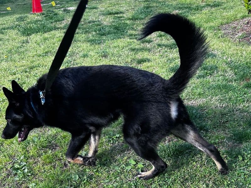 Black German Shepherd 1 year 5 months old male large named Bhear for breeding in Chesapeake, Virginia | Petmeetly