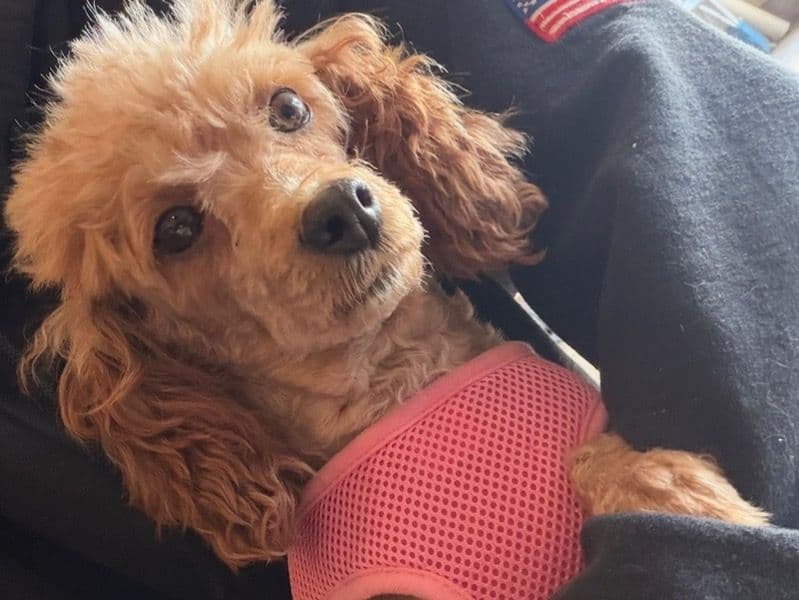 Toy Poodle 1 year old female small named Peaches for adoption in Oakland County, Michigan | Petmeetly