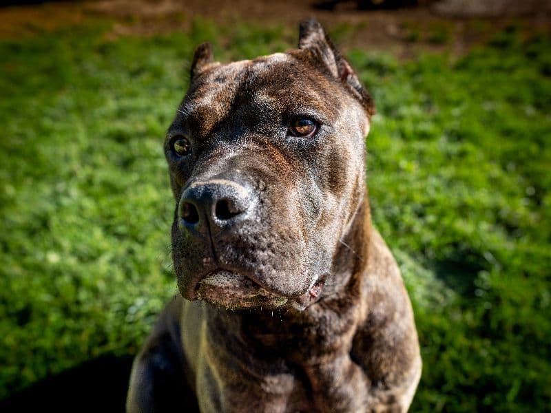 Bella primary photo
