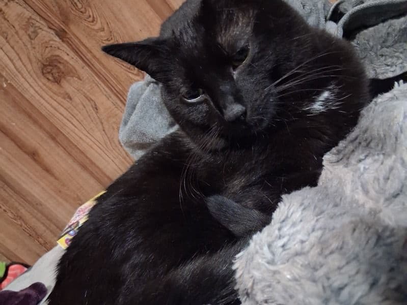 Cuddles primary photo
