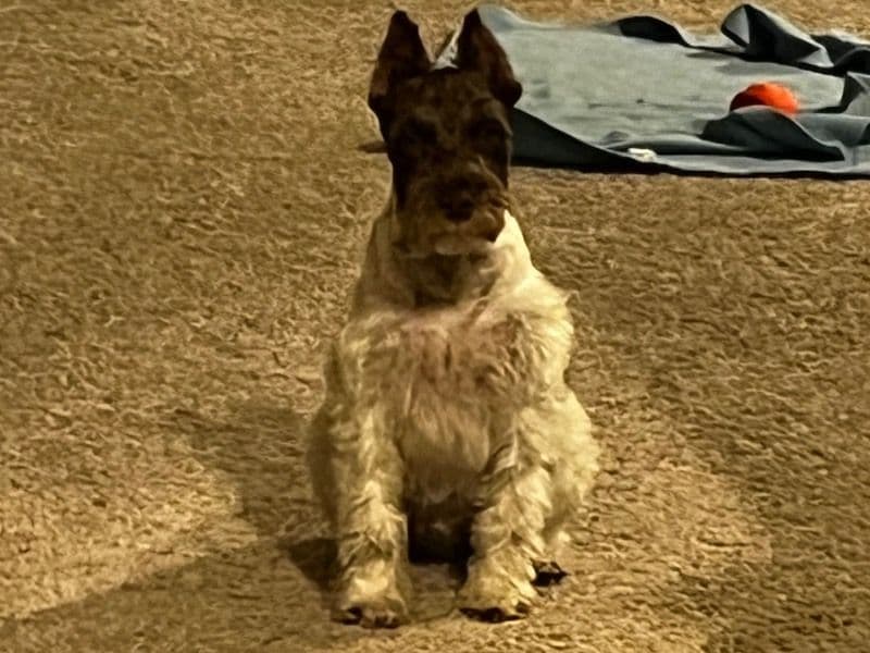 Buster primary photo