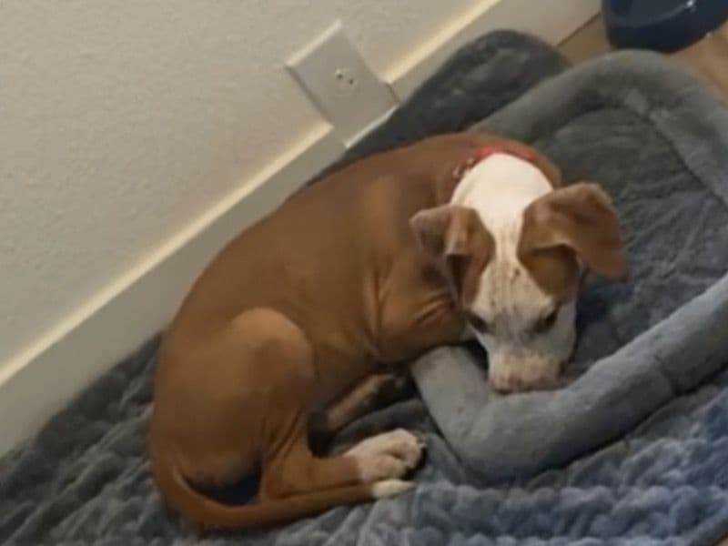 Rednose Pitbull Terrier 6 months old male small named Hoover for sale in Clackamas County, Oregon | Petmeetly