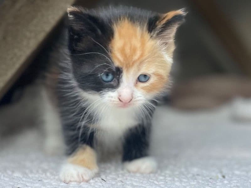 Tiny Tot primary photo