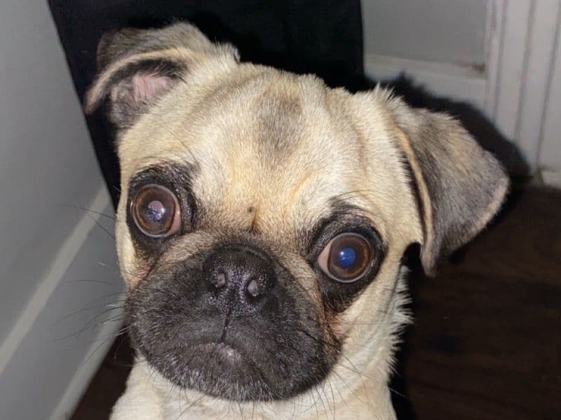 Cosmo primary photo