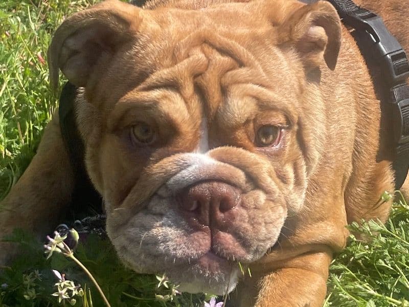 Bulldog 2 years 10 months old female medium named Tiana for sale in Bell County, Texas | Petmeetly