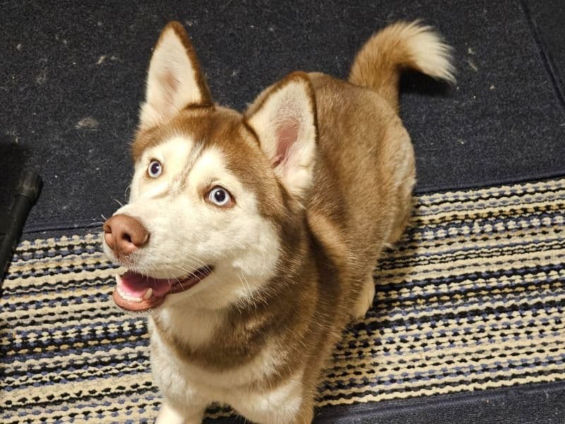 Navi primary photo