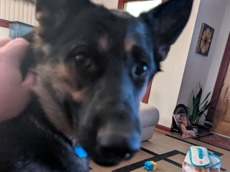 German Shepherd 1 year 10 months old female large named Anna for breeding in Walla Walla, Washington | Petmeetly