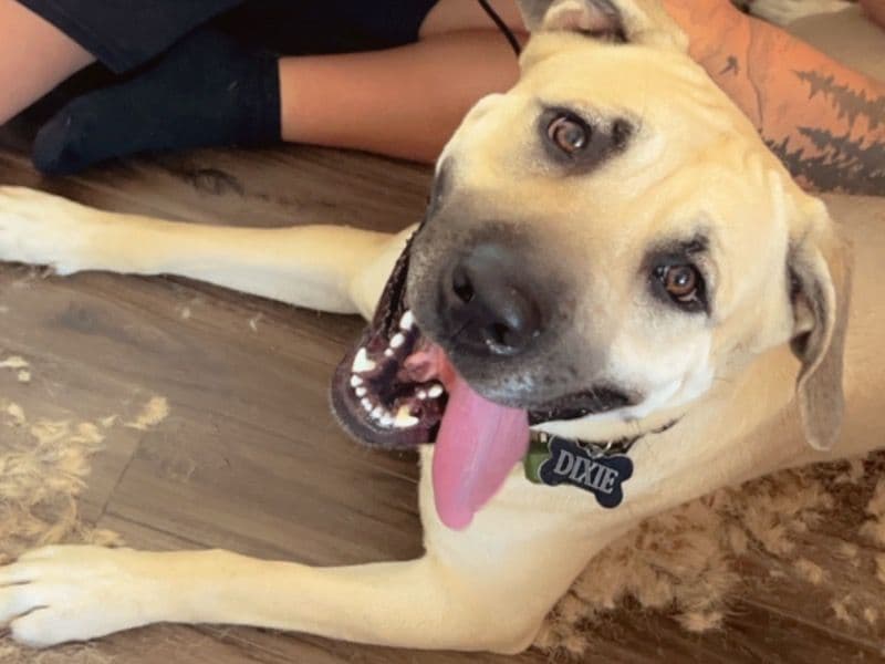 Cane Corso 3 years 2 months old female large named Dixie for breeding in Columbia County, Oregon | Petmeetly