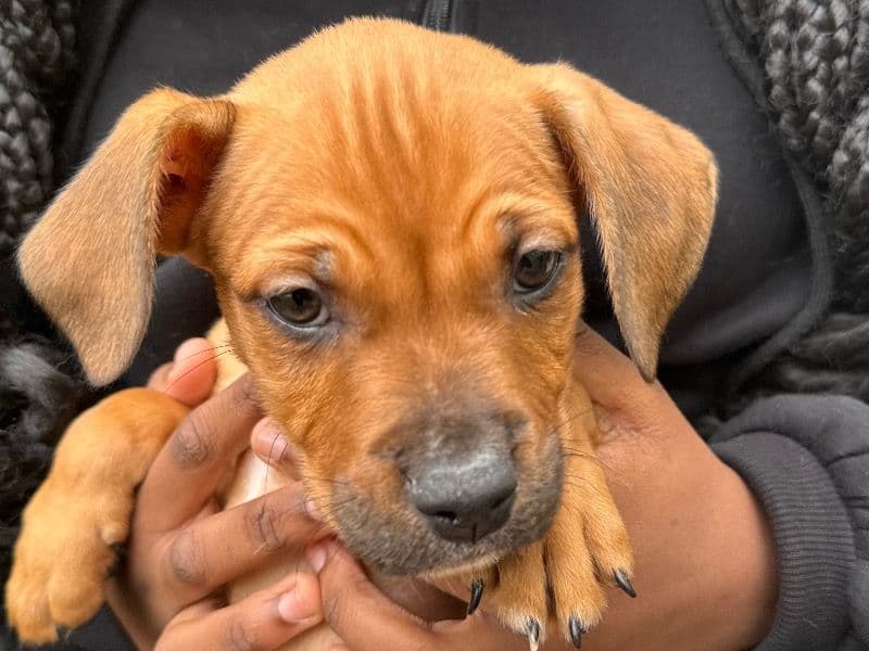Australian Labrodoodle 3 months old male small named Brownie for adoption in DeKalb County, Georgia | Petmeetly