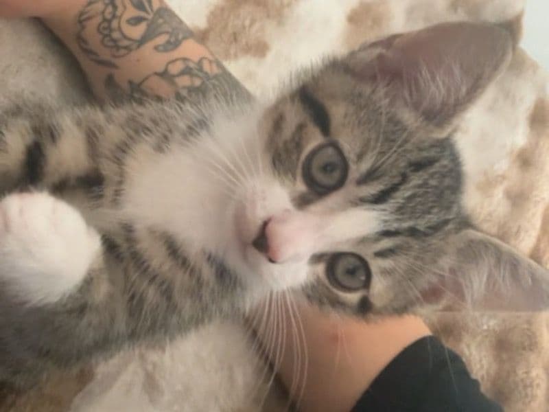 Tigger primary photo