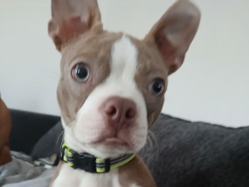 Rocco primary photo