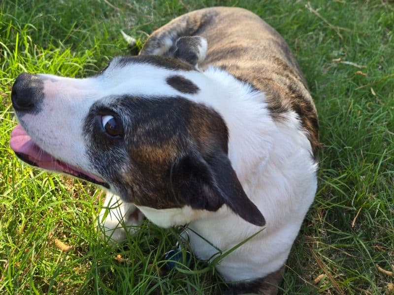 Border Collie 8 years 2 months old male medium named Reeses for adoption in Norfolk, Virginia | Petmeetly