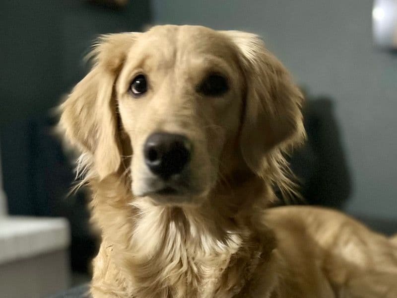 Lucy primary photo
