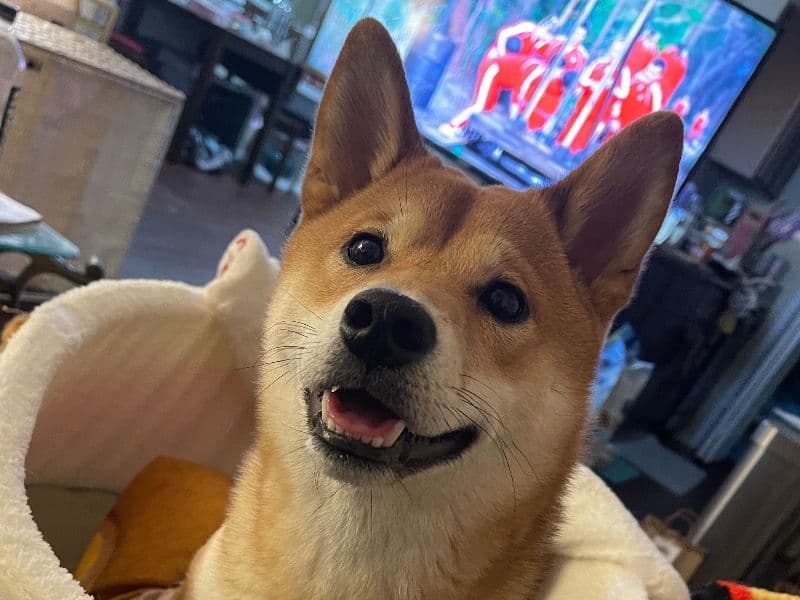 Kintaro primary photo