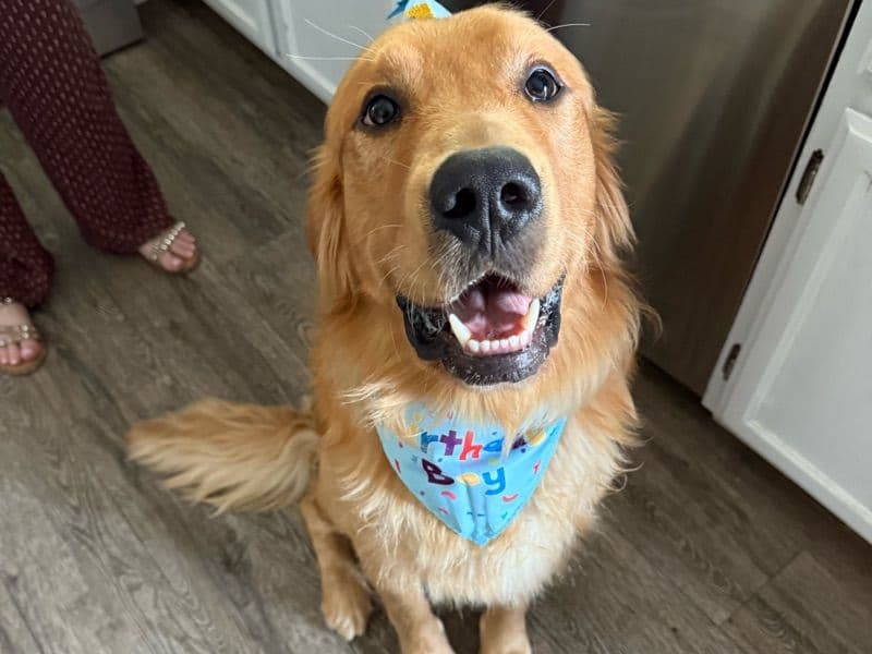 Golden Retriever 1 year 6 months old male large named Bodie for breeding in Riverside County, California | Petmeetly