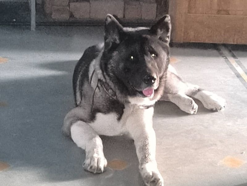 Oreo primary photo