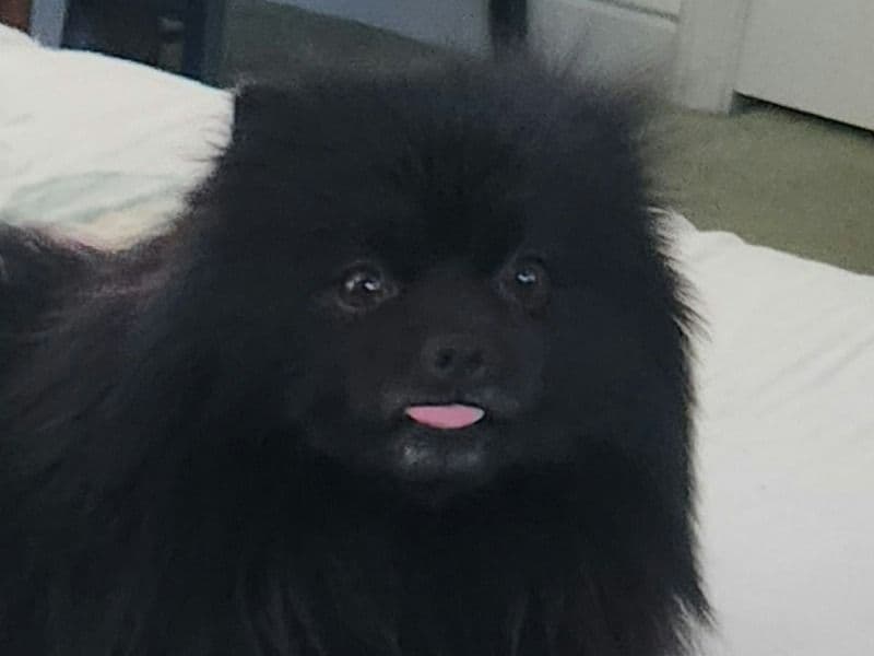 Bear primary photo