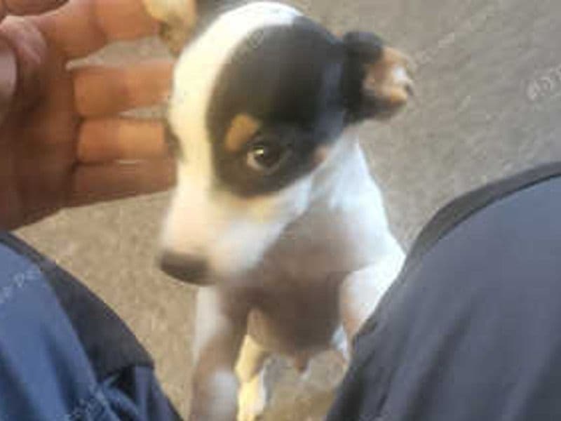 Jack Chi 7 months old male small named Hugo for sale in Somerset, England | Petmeetly