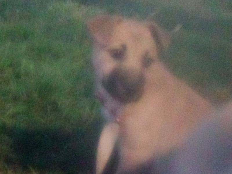 Nala primary photo
