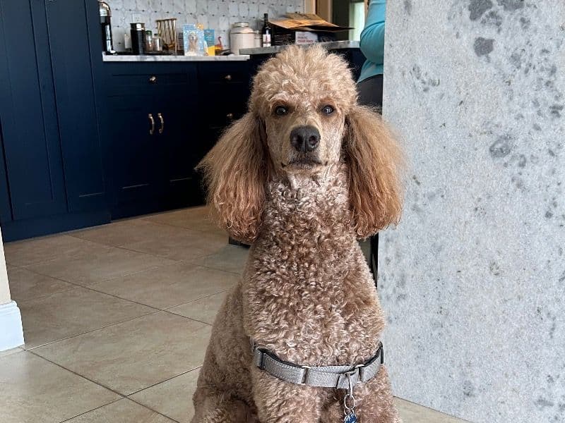 Remy primary photo