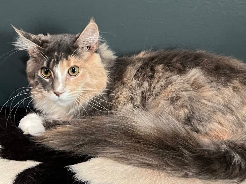 Maine Coon 11 months old female named Girly Girl for sale in Algood, Tennessee | Petmeetly