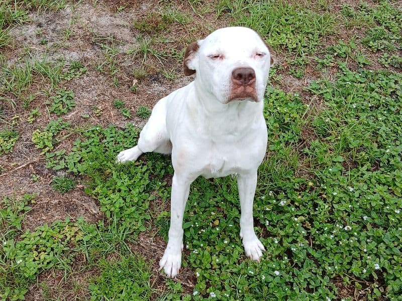 Texas Heeler 6 years 2 months old female medium named Marly for adoption in Santa Rosa County, Florida | Petmeetly