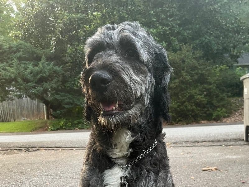 Mr. Bear primary photo