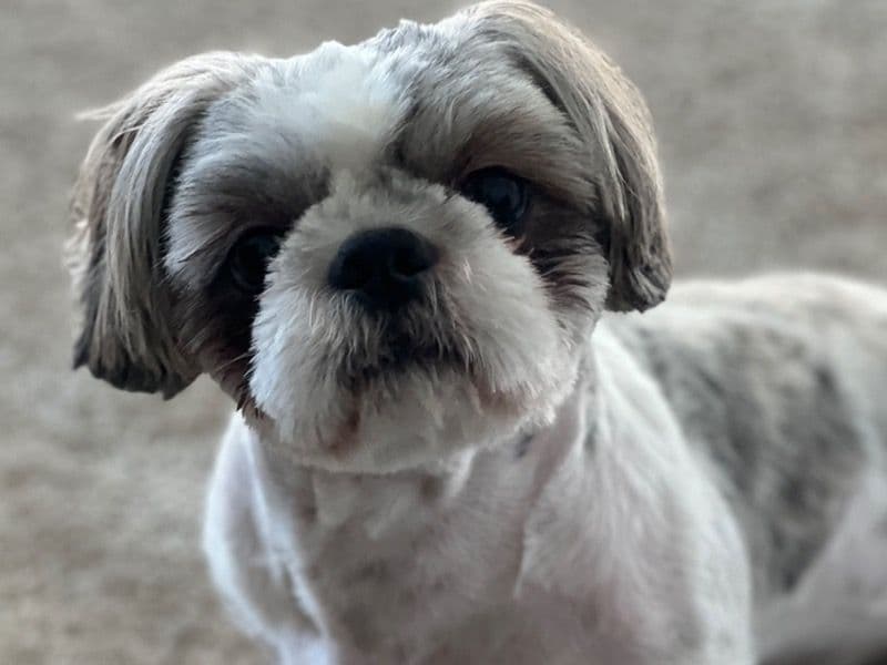 Peanut primary photo