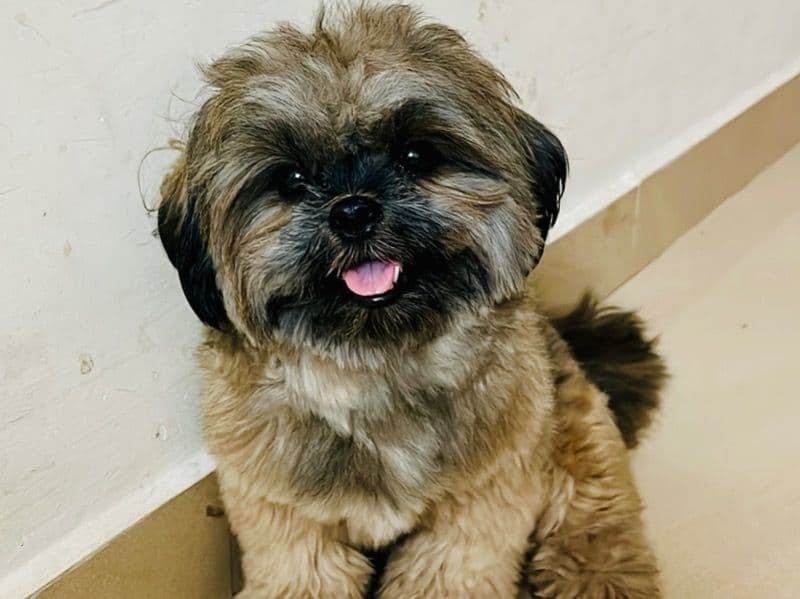 Brownie primary photo
