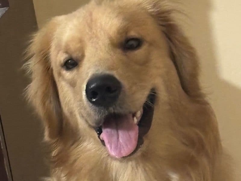Bruno primary photo