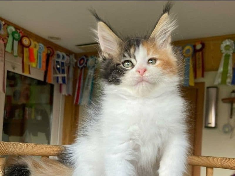 Maine Coon Kittens primary photo