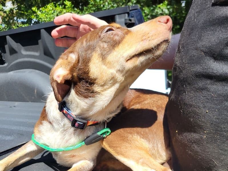 Australian Cattle Dog 10 months old female medium named Little Bean #2 for adoption in Citrus County, Florida | Petmeetly