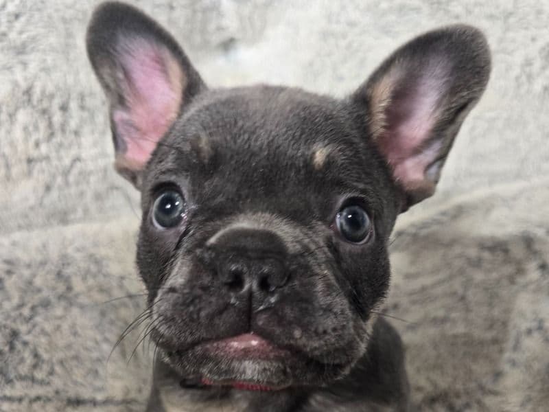 French Bulldog 4 months old female small named Honey for sale in Kitsap County, Washington | Petmeetly