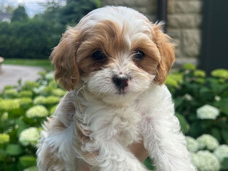 Simba primary photo