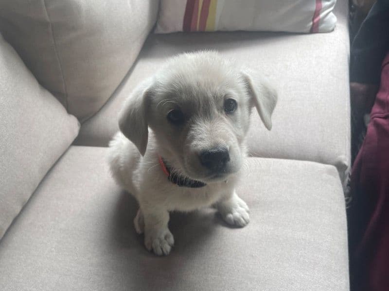 Labrador Retriever 5 months old male small named Bron for sale in Oxford County, Ontario | Petmeetly