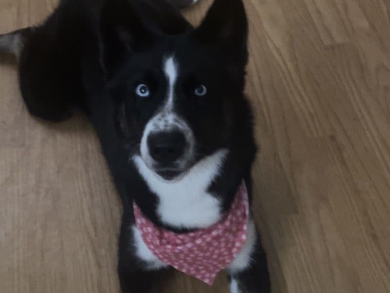 Oreo primary photo