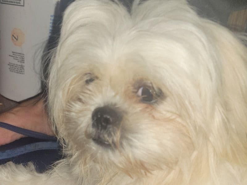 Mylo primary photo