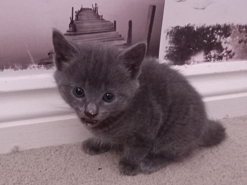 Kittens primary photo