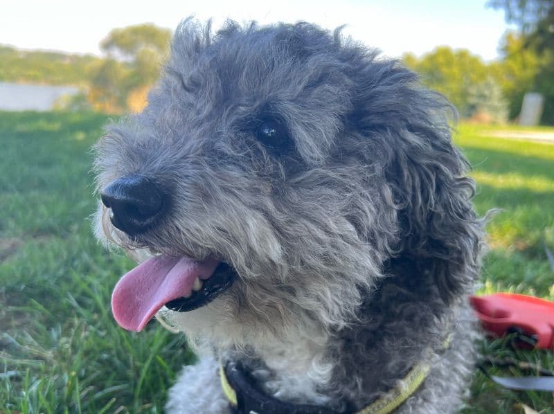 Chip primary photo