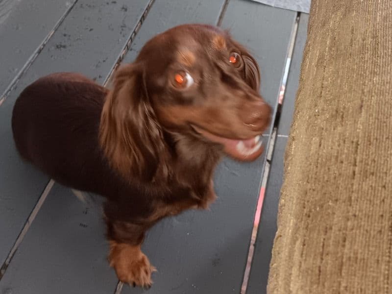 Dachshund 2 years 4 months old female small named Mocha for sale in Hillsborough County, Florida | Petmeetly