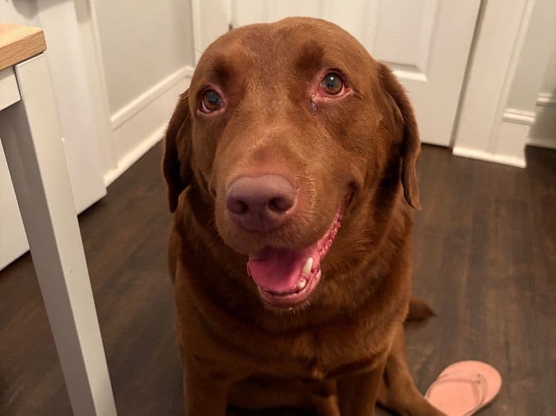 Choco primary photo
